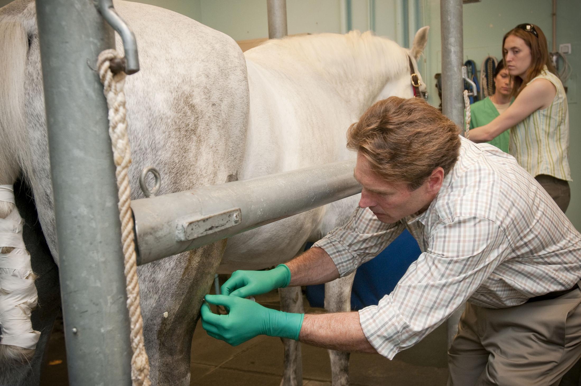 veterinarian administering stem cells to horse
