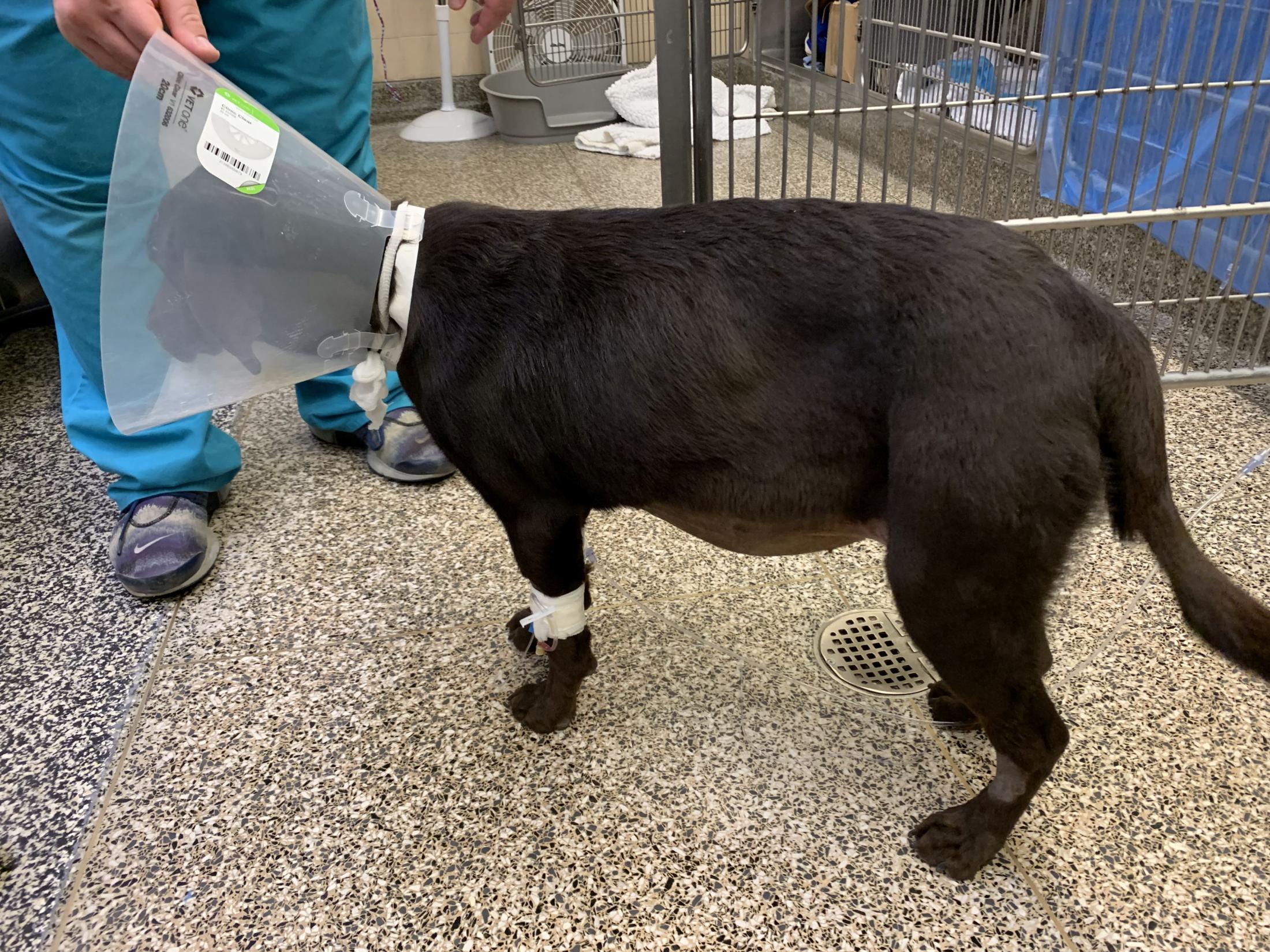 Luna before surgery with fluid buildup in abdomen