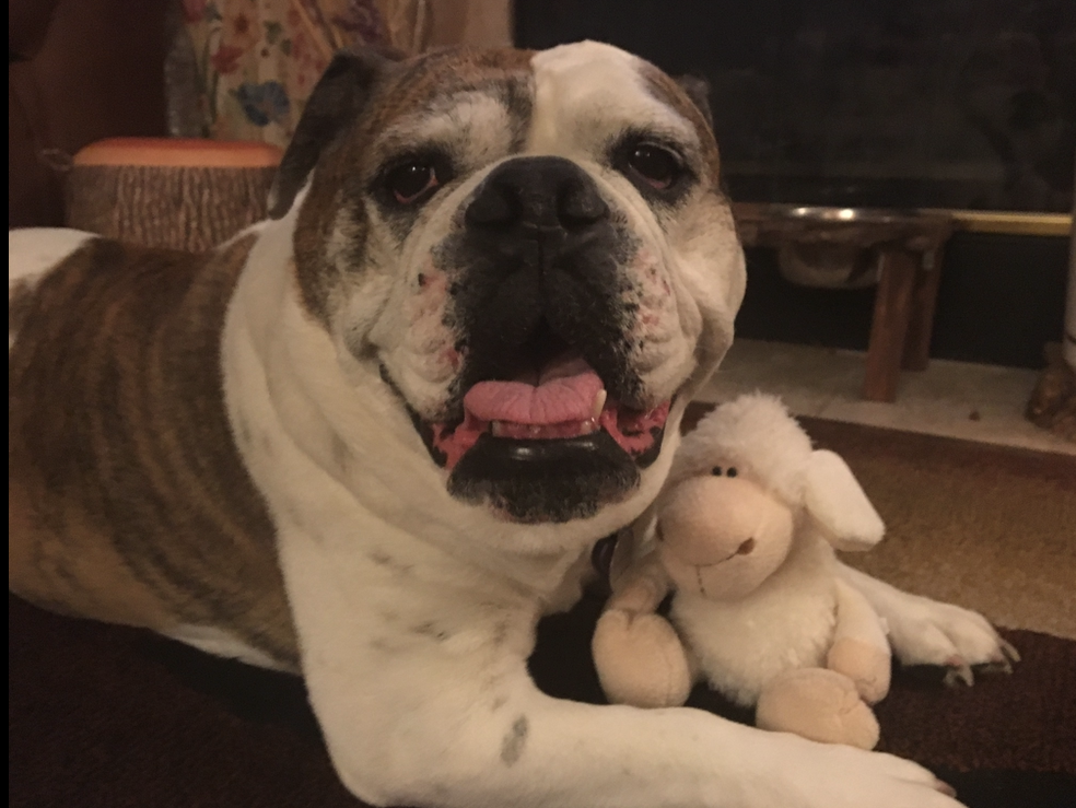 Zoey the dog