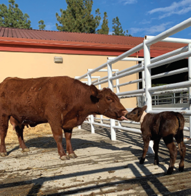 Mother cow and calf