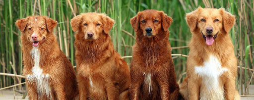 Genetics Impact Canine Coat Color