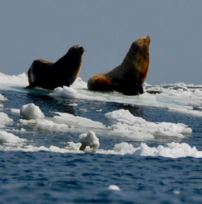 Melting Sea Ice Linked to Virus Spread