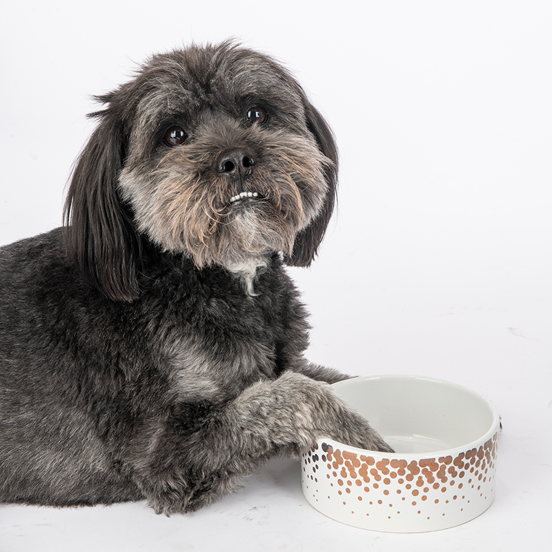 Clarence the dog sitting with a paw in an empty bowl.