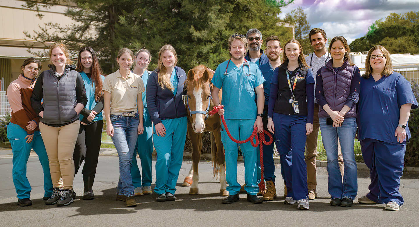 Group of cardiology vets