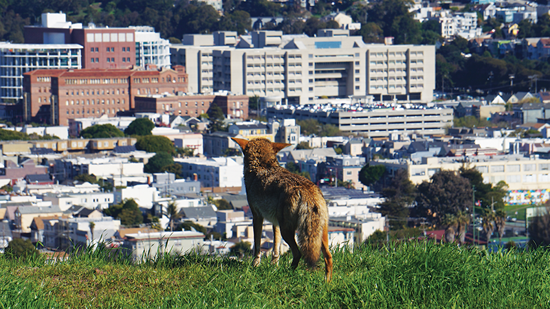 Coyote on a hill looking over a city.