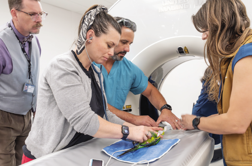 Vets prepare a parrot for a CT scan.