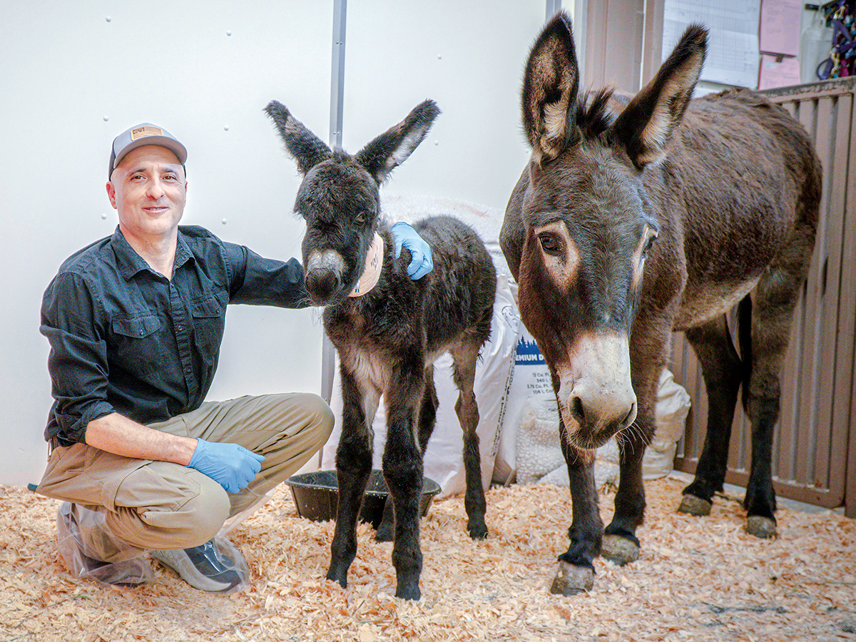 vet with a jenny and her newborn foal