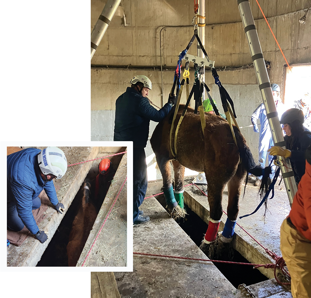 Matsi, the horse is pulled out of the silo in a harness.