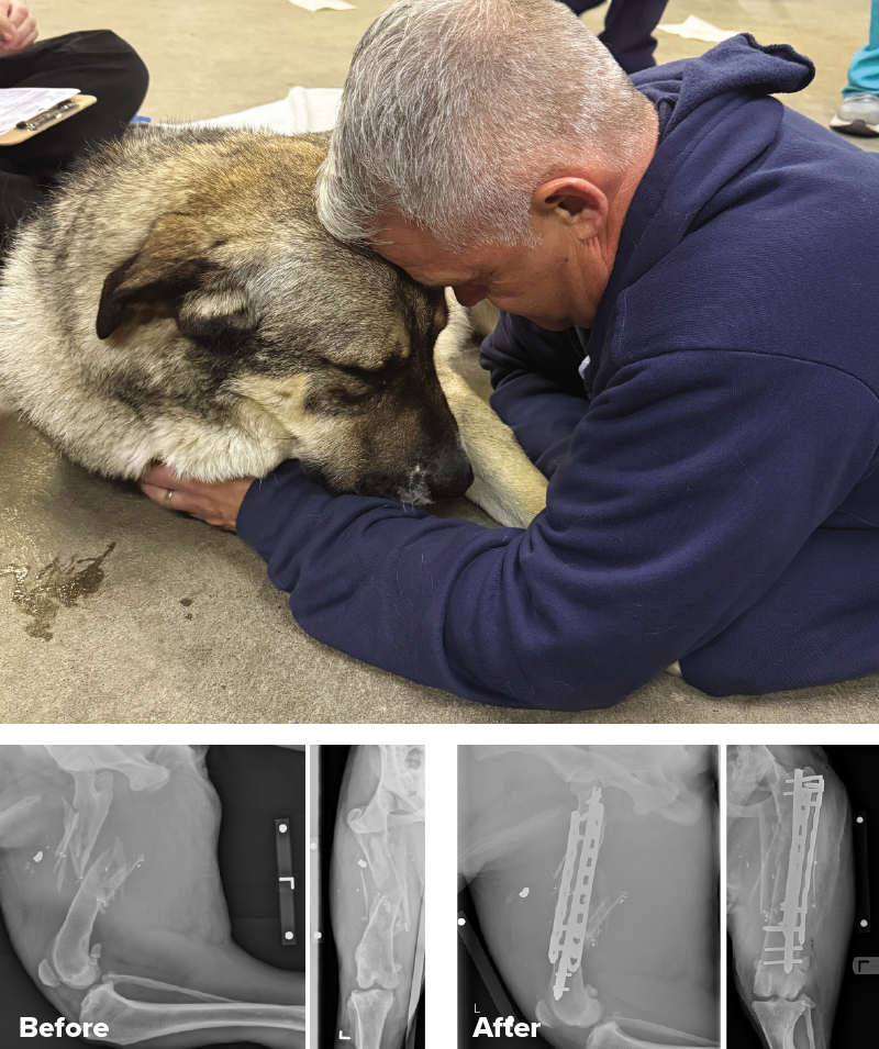 Olympus, the German Shepard Dog is comforted by a vet. Also show are his pre and post op x-rays.