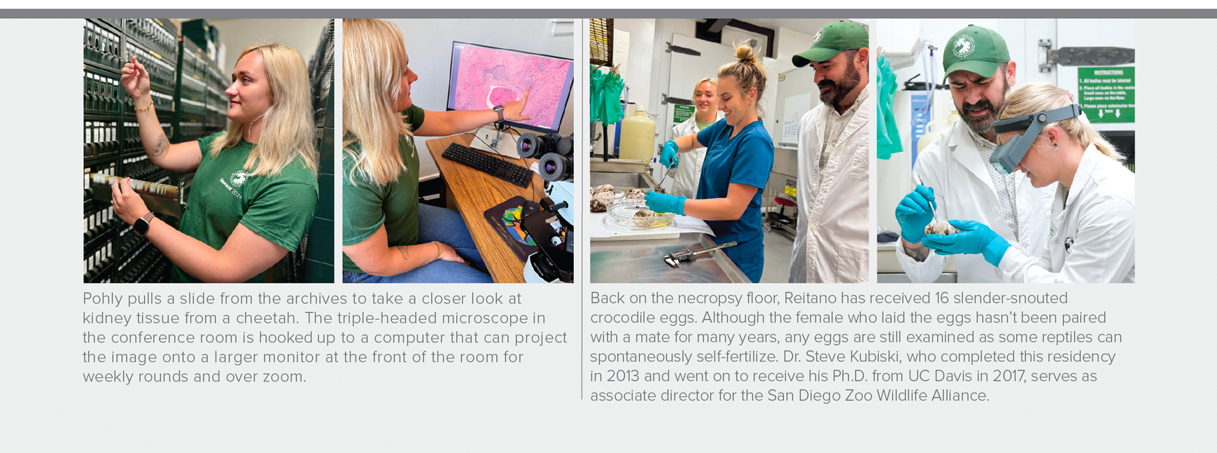 Pohly pulls slides from the archives; reviews crocodile eggs with Dr. Steve Kubiski.