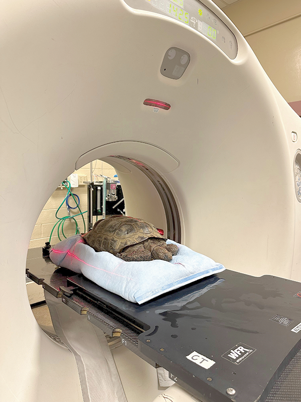 Teetle, an 80 year old tortoise getting a CT scan.