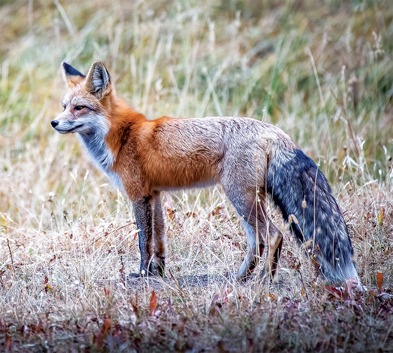 A red fox in a field.