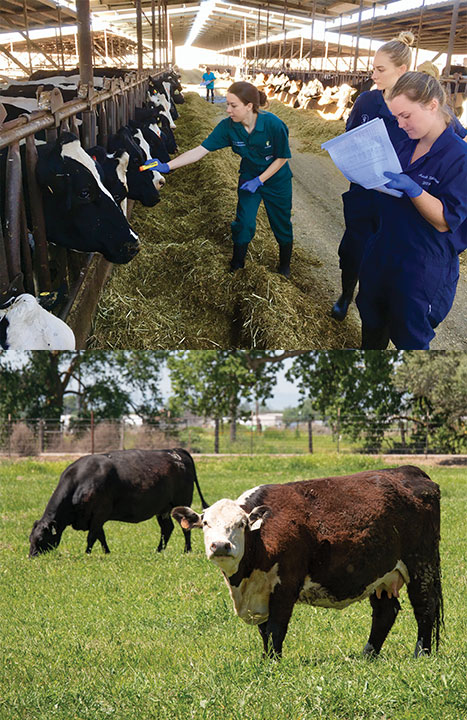 (Upper) Residents and DVM students conduct health checks on a dairy cattle herd in California’s Central Valley. (Lower) The hospital’s Heard Health and Reproduction Service cares for campus’ livestock, including these cattle at the University’s Beef Barn. Photos: Don Preisle