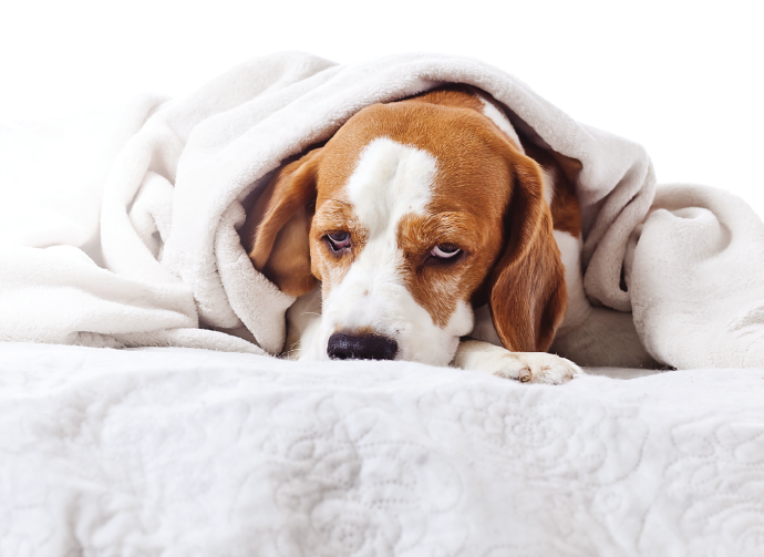A dog who is not feeling well snuggles in a blanket.