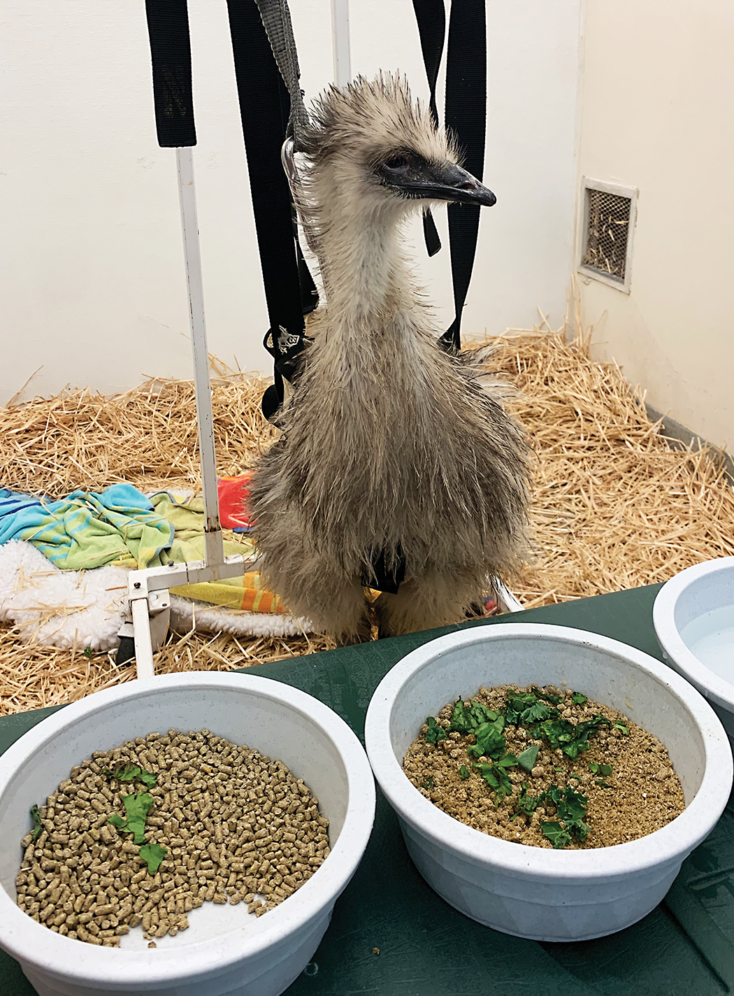 Emu looking at food