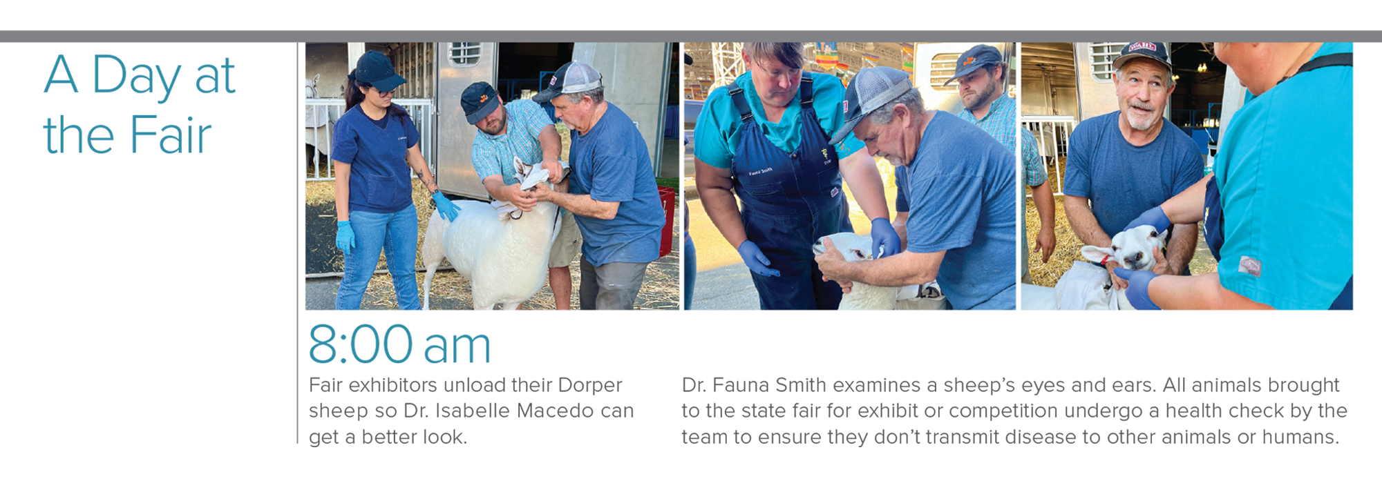 [Timeline of the day] 8:00am: Fair exhibitors unload their Dorper sheep so Dr. Isabelle Macedo can get a better look. Dr. Fauna Smith examines a sheep’s eyes and ears. All animals brought to the state fair for exhibit or competition undergo a health check by the team to ensure they don’t transmit disease to other animals or humans.