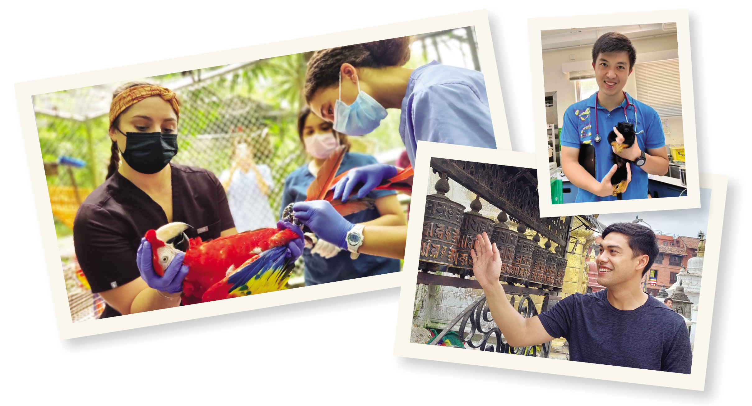 Three travel photos: Students examining a parrot, a student with a monkey in a vet clinic, and a student touching some bells.