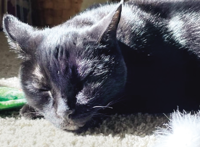 A black cat sleeping on the carpeted floor in the sun.