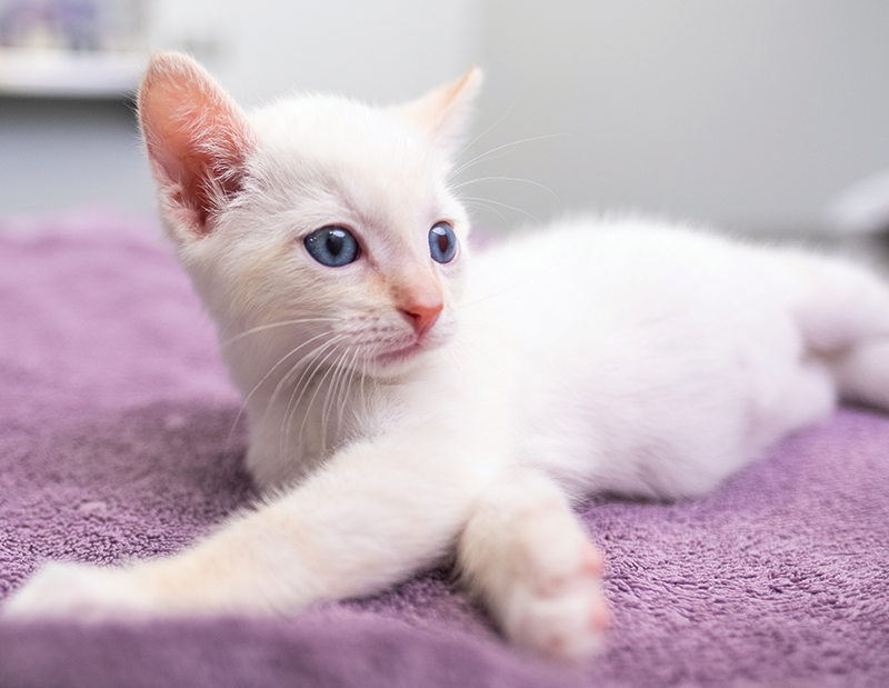 A kitten laying on a blanket.