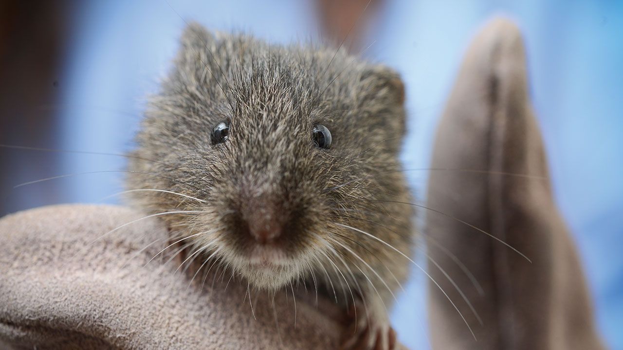 This adult Amargosa vole was a member of a breeding colony at UC Davis. Photo: Don Preisler