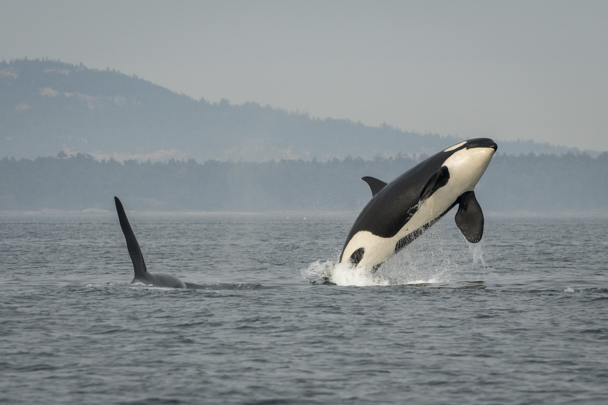 orca breaching
