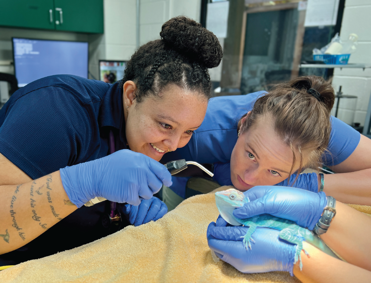 Two students examine an anole.