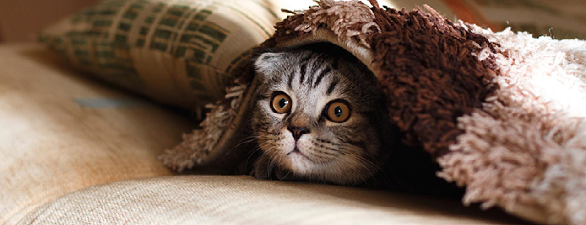 Cute Kitten Peering out from under a Blanket
