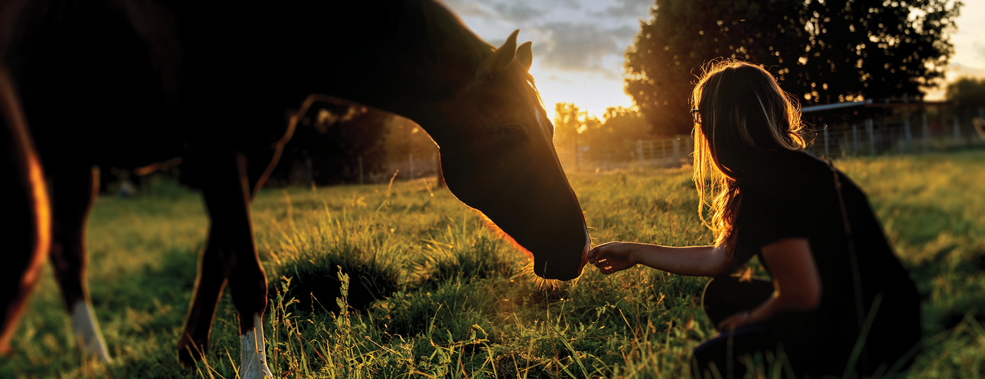 A. person sitting in a field touching a horses nose with the sunset lighting behind them.