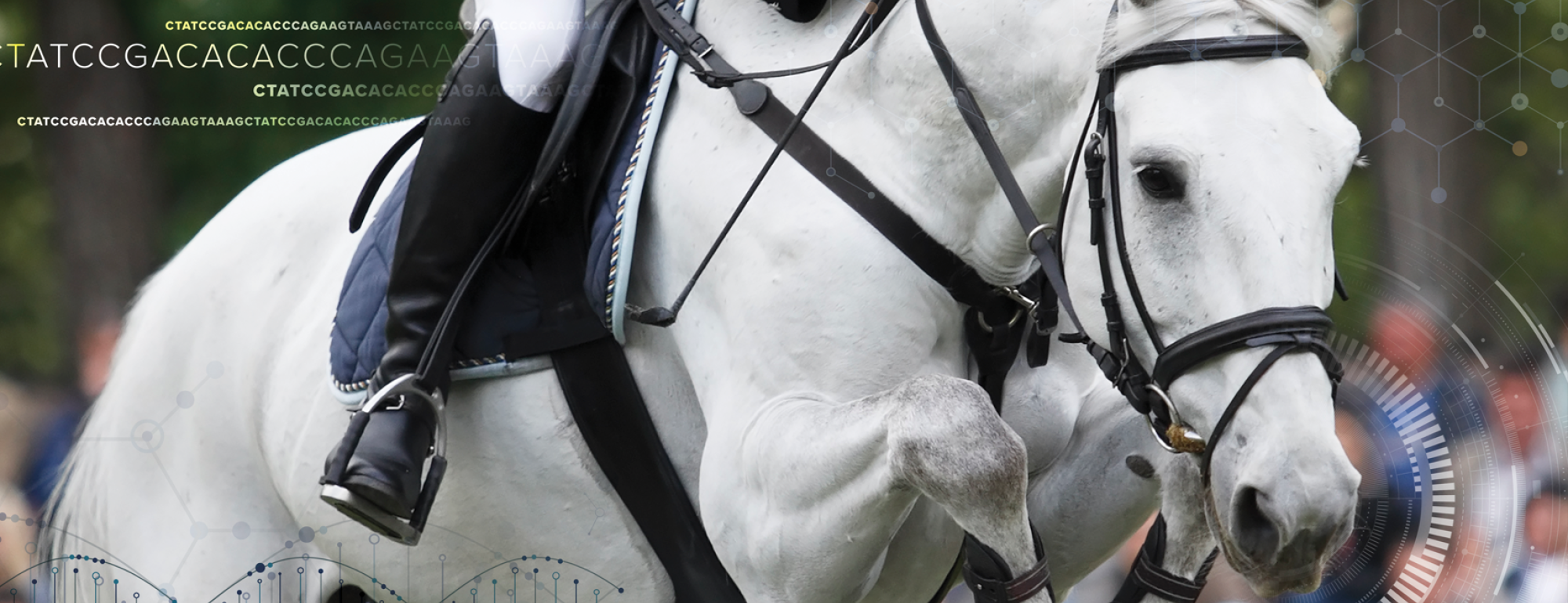 Horse jumping