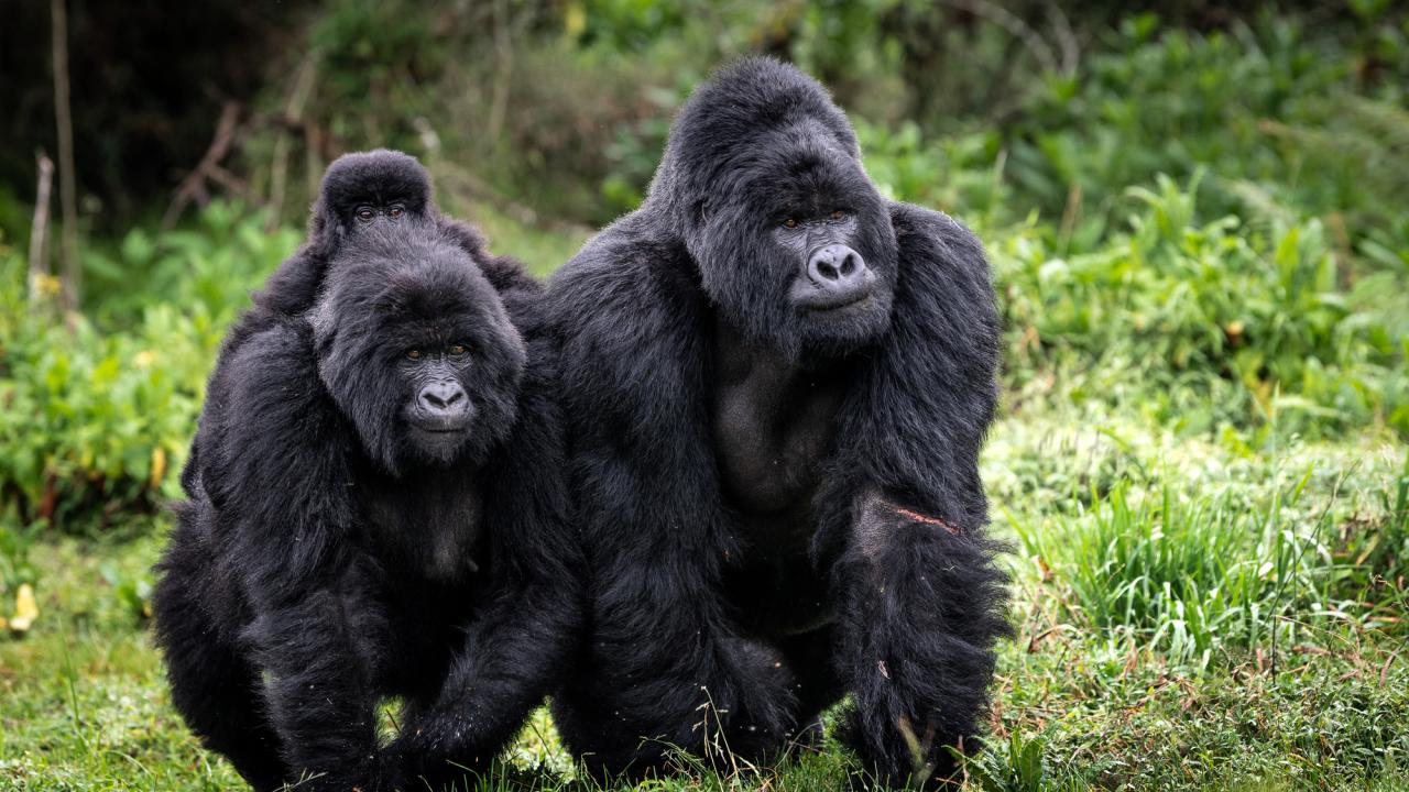 mountain gorilla family