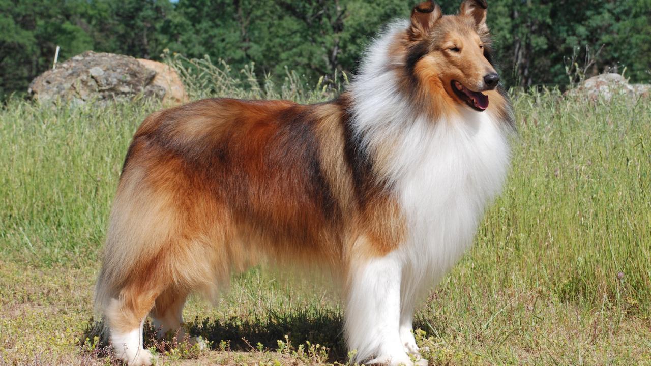 Collie