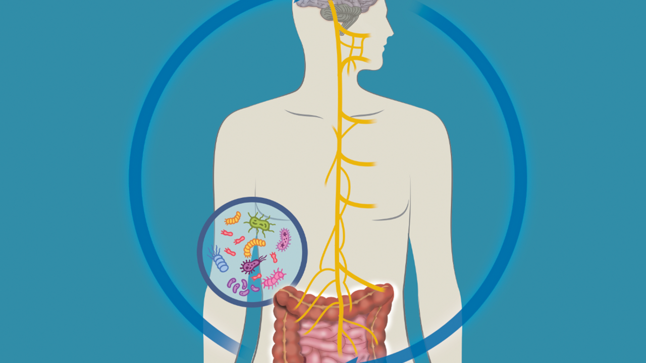 An illustration showing the microbiome gut-brain axis.