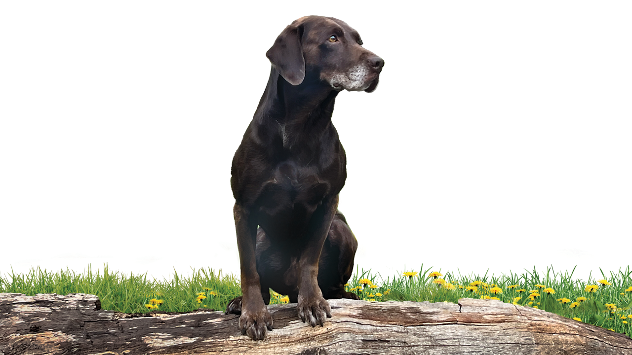 Ollie the dog sitting on grass.