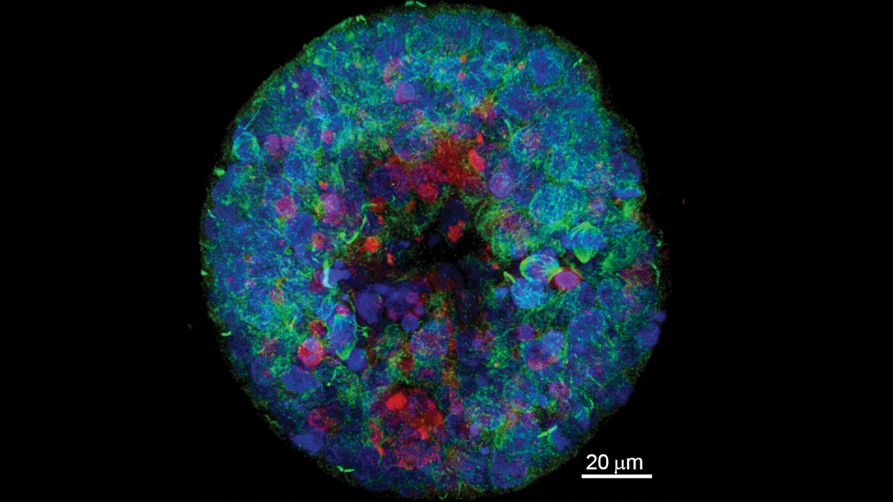 Equine blastocyst
