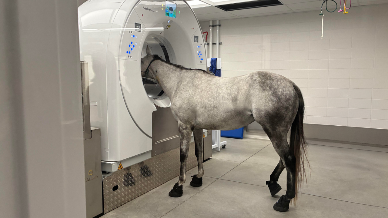 A horse standing with its head in a CT scanner.