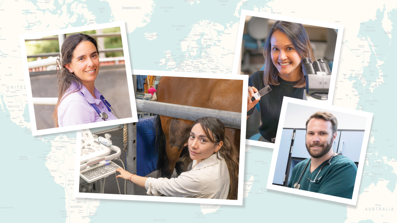 Images of four veterinarians with a background image of a world map.