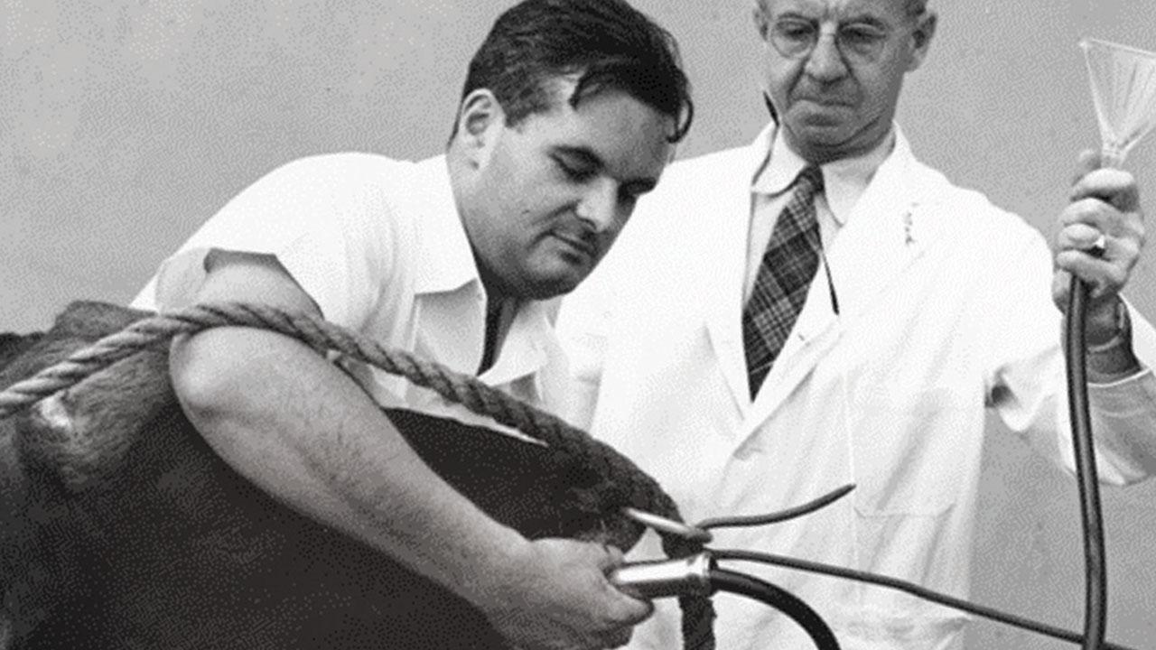 Dr. John D. Wheat (left) delivers medicine to a Guernsey bull through a stomach tube in 1950 with the help of Dr. Hugh S. Cameron.*