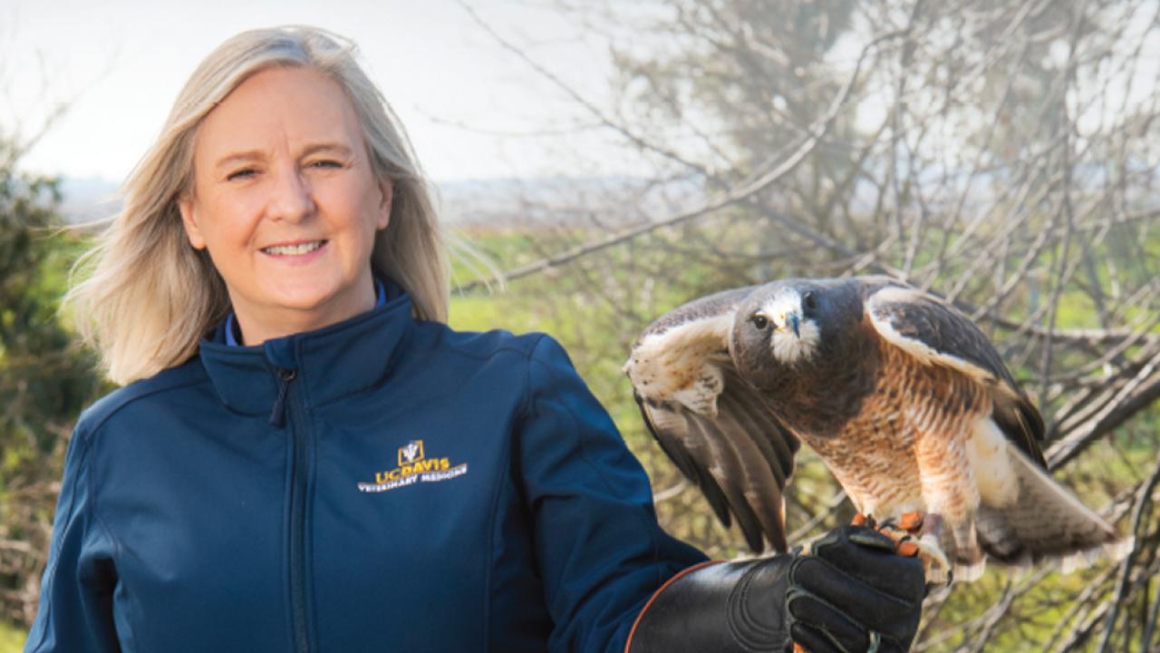 Dr. Michelle Hawkins, professor of medicine and epidemiology, serves as the California Raptor Center director. Photo: Don Preisler