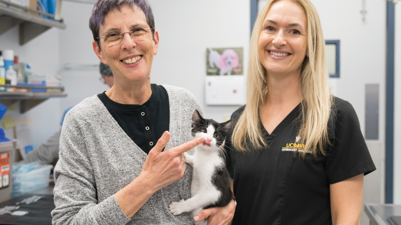 Two vets with a kitten.