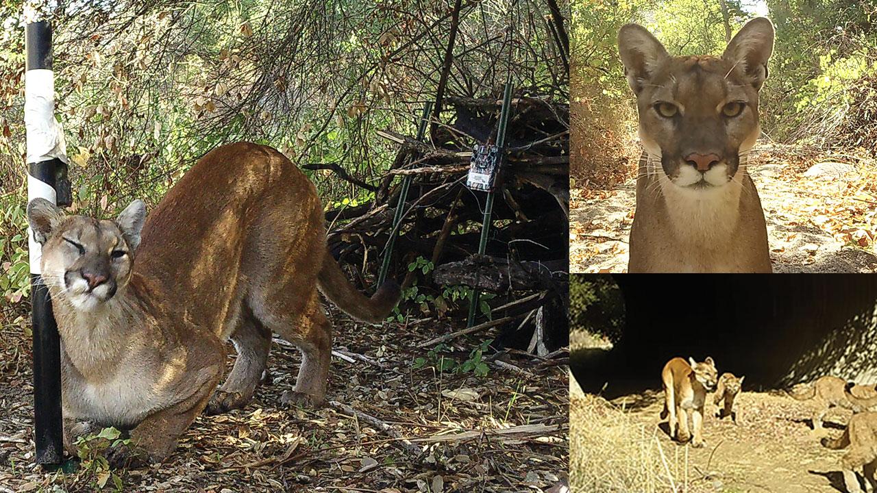 A trail camera set up by the California Mountain Lion Project team captures a family coming through a crossing structure under one of the highways in the Santa Anas. Another trail camera captures a lion approaching, and then sniffing and rubbing on a scent post that is used to collect hair samples for DNA