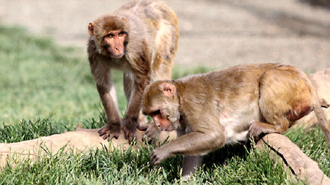 Rhesus Macaques Develop Promising Immune Response to SARS-CoV-2