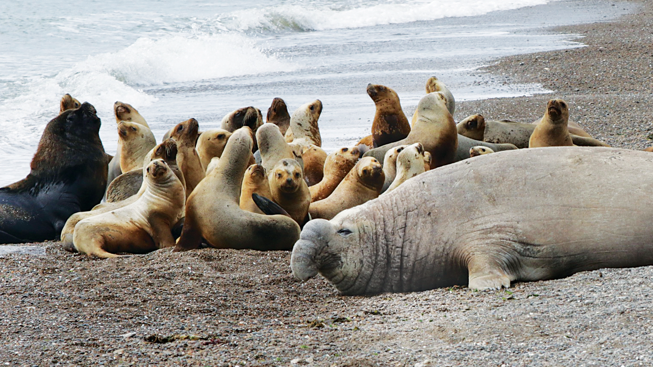 A group of elephant seals on a beach.