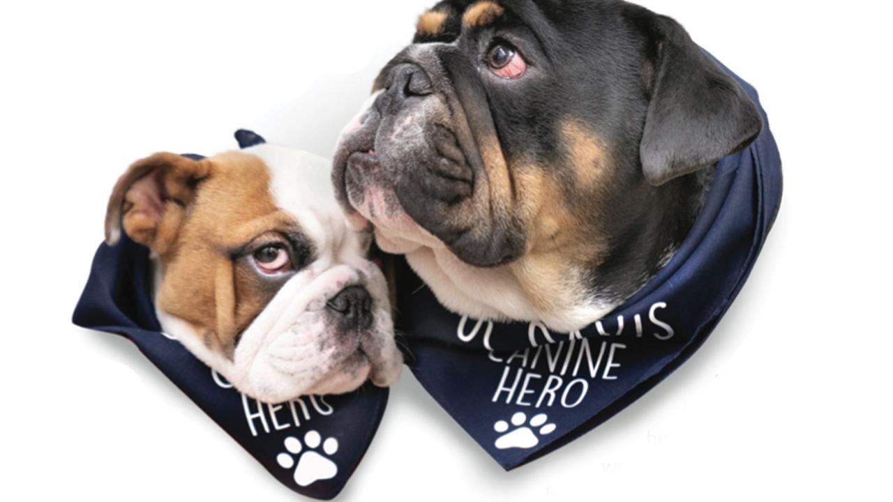 Two bulldogs involved in the veterinary clinical trial to treat spina bifida. Photo: Don Preisler