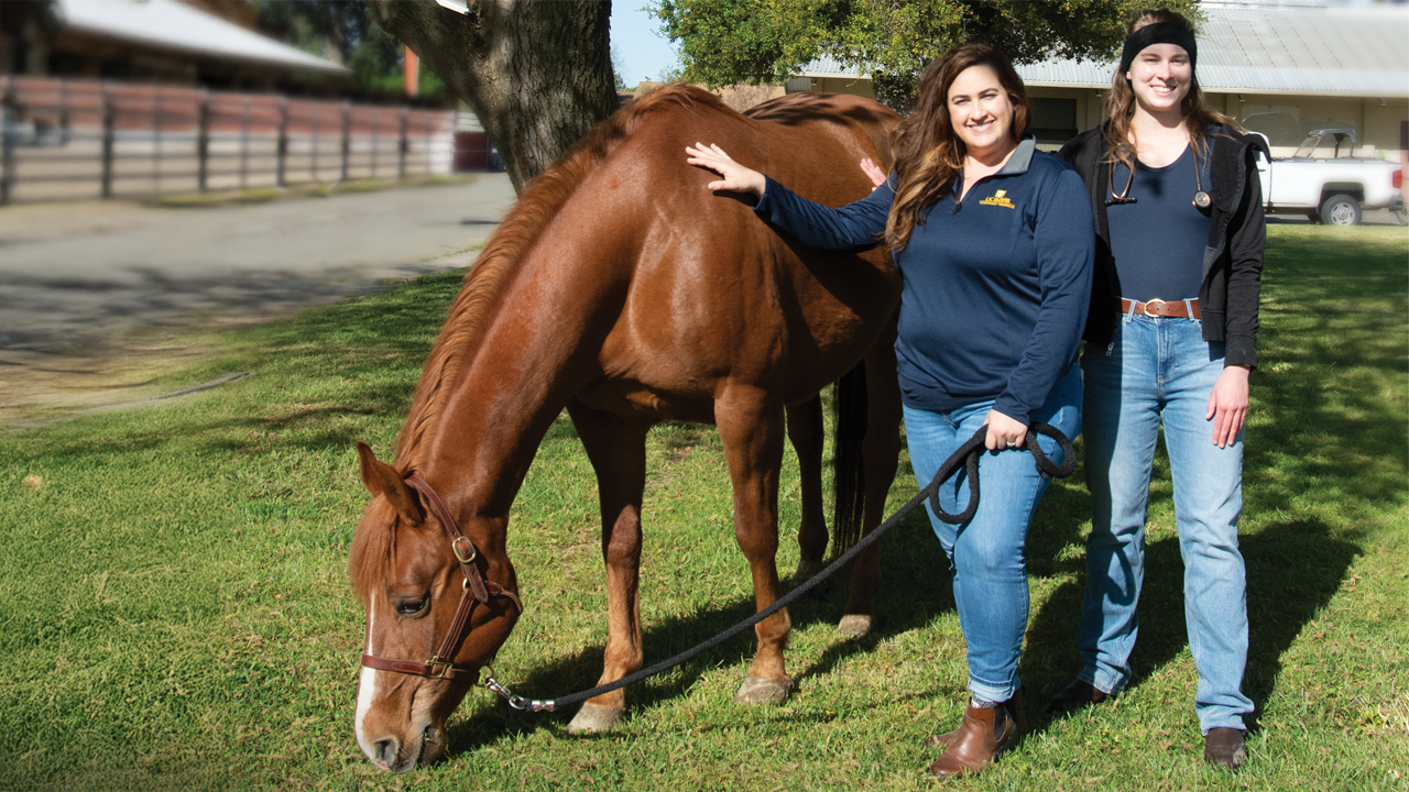 Two vets stand next to a horse.
