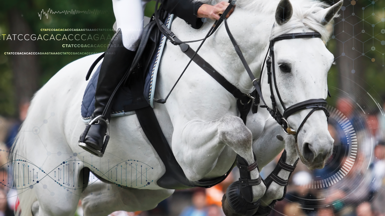 Horse jumping