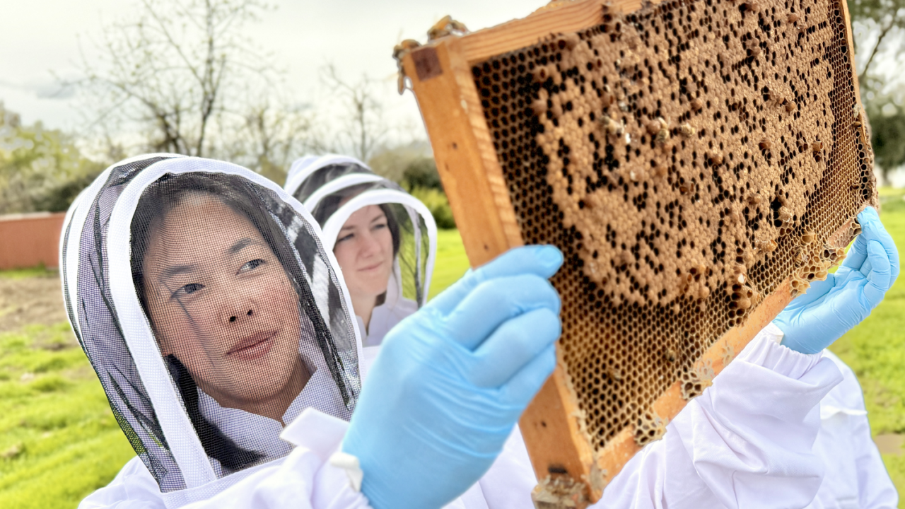 A person dressed in a beekeeper suit holds up a hive of bees to inspect.