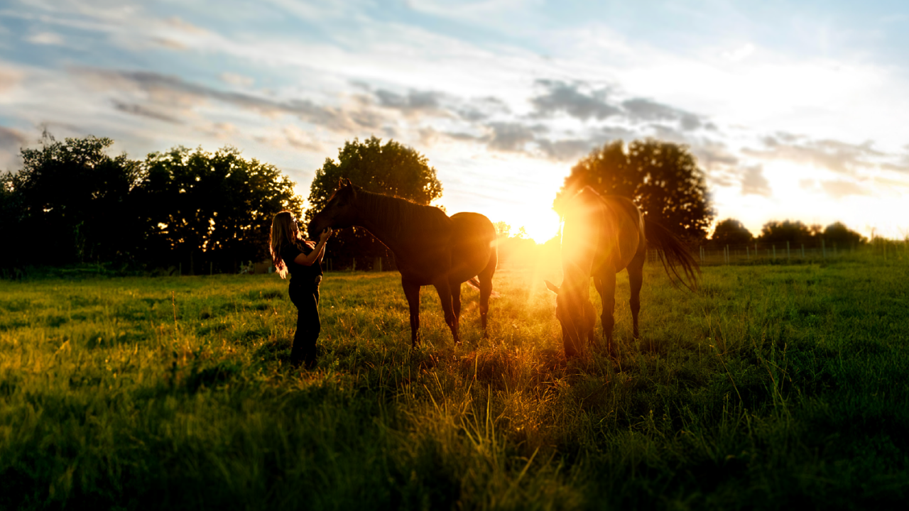 A person standing in the field during sunset with two horses.