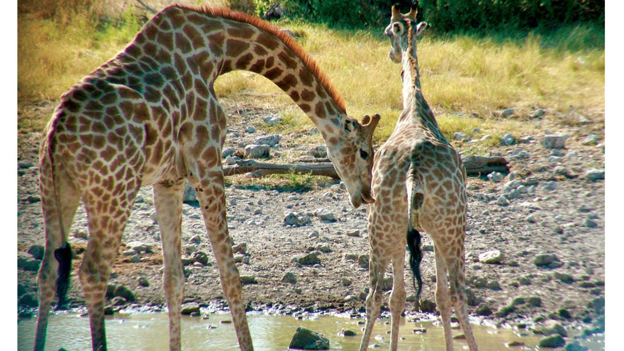 A male giraffe at a watering hole in Namibia performs lip-curling as a female begins to urinate. Photo: Lynette Hart/UC Davis