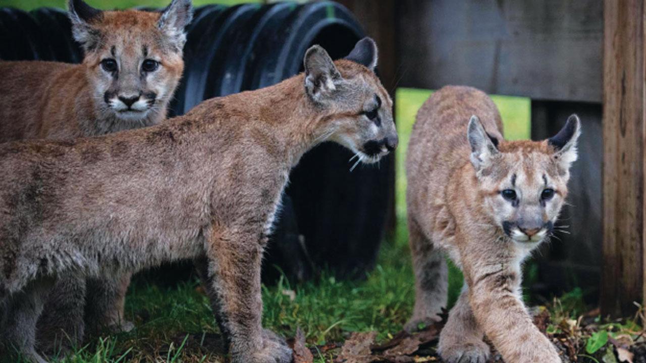 Captain Cal (far left) with his adopted siblings, Poppy and Goldie, in their new home at the Columbus Zoo and Aquarium. Photo credit: Grahm S. Jones