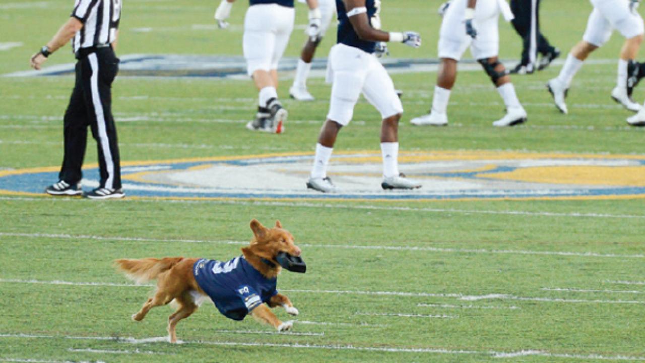 Following kickoff, Pint retrieves the tee and returns it to the sideline.